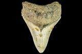Fossil Megalodon Tooth - North Carolina #109900-1